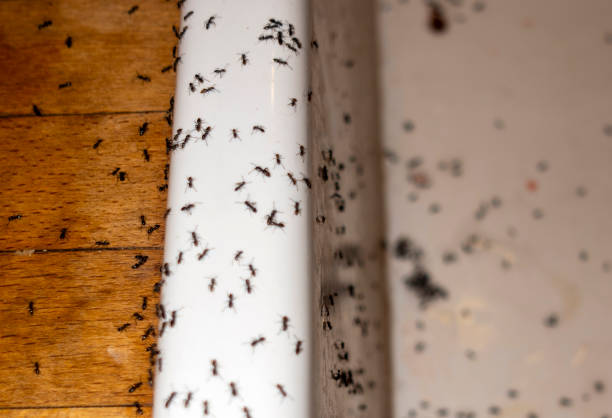 Wasp Removal Services in Scaggsville, MD